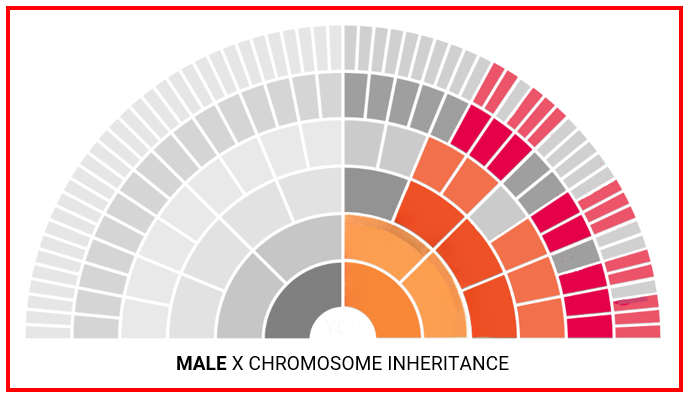 Male X Inheritance.png