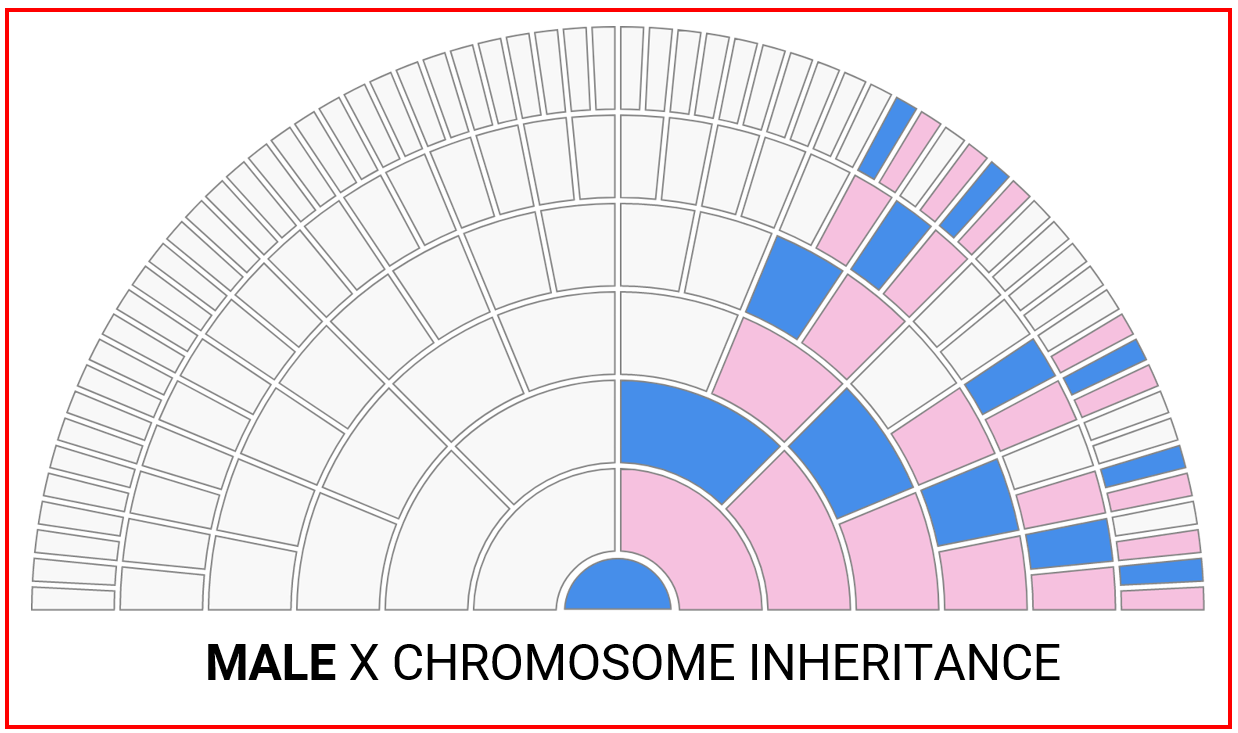 Male X Inheritance.png