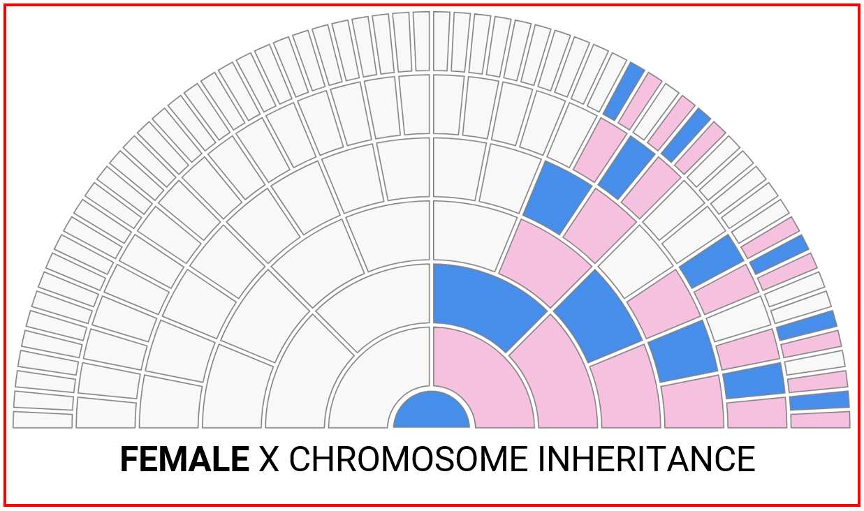 Female X Inheritance.png