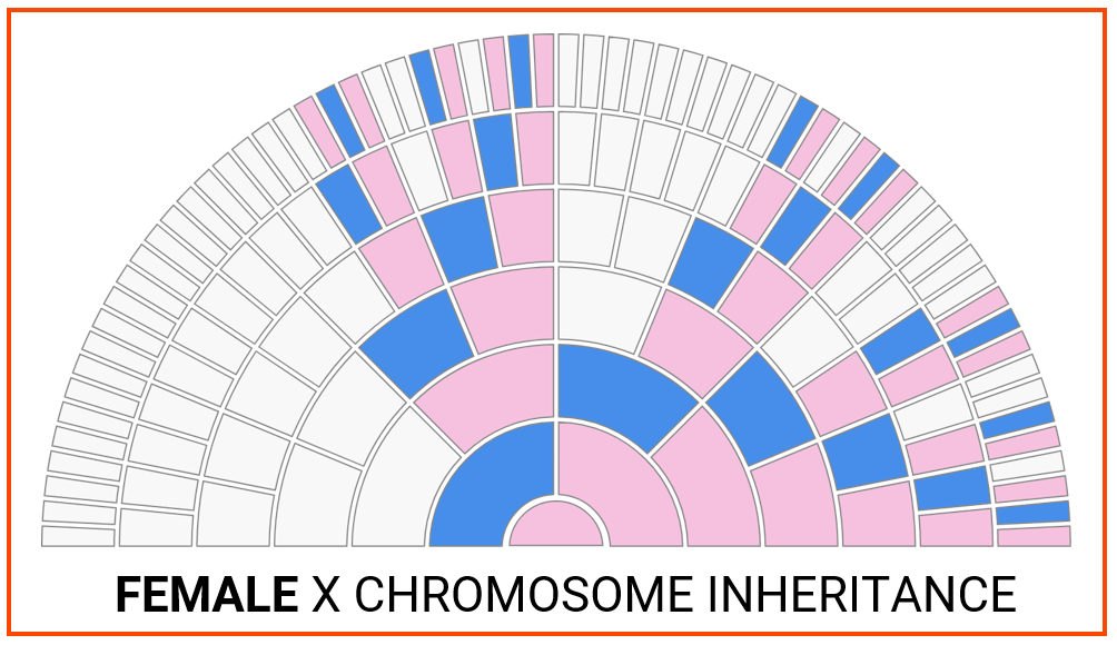 X-Match - Female Inheritance Chart w lines.png