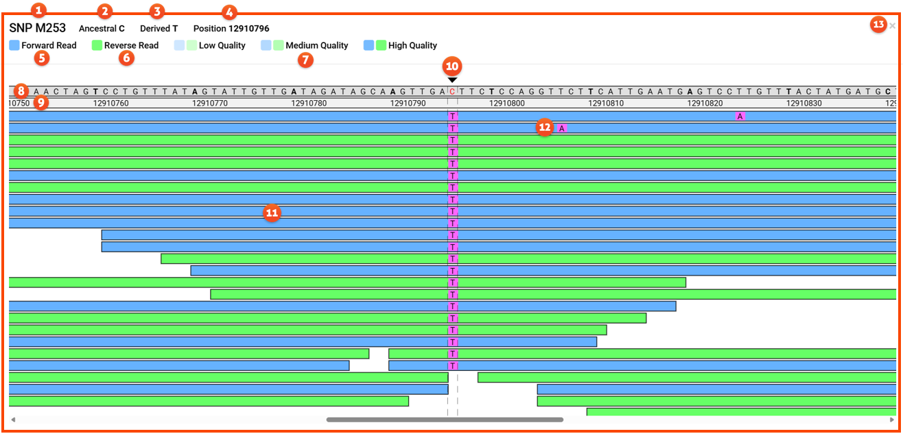 SNP Checker w numbers.png