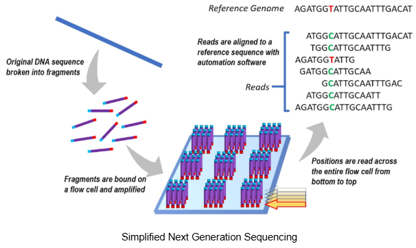 DNA Testing Technologies - Simplified Next Generation Sequencing.png