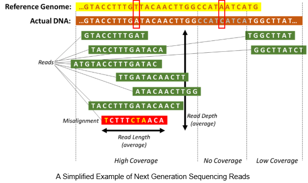 DNA Testing Technologies - A Simplified Example of Next Generation Sequencing Reads.png