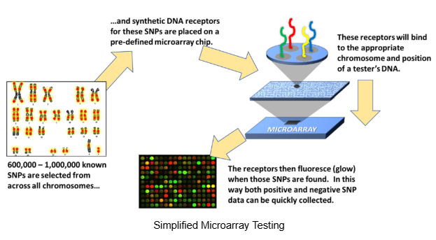 DNA Testing Technologies - Simplified Microarray Sequencing.png