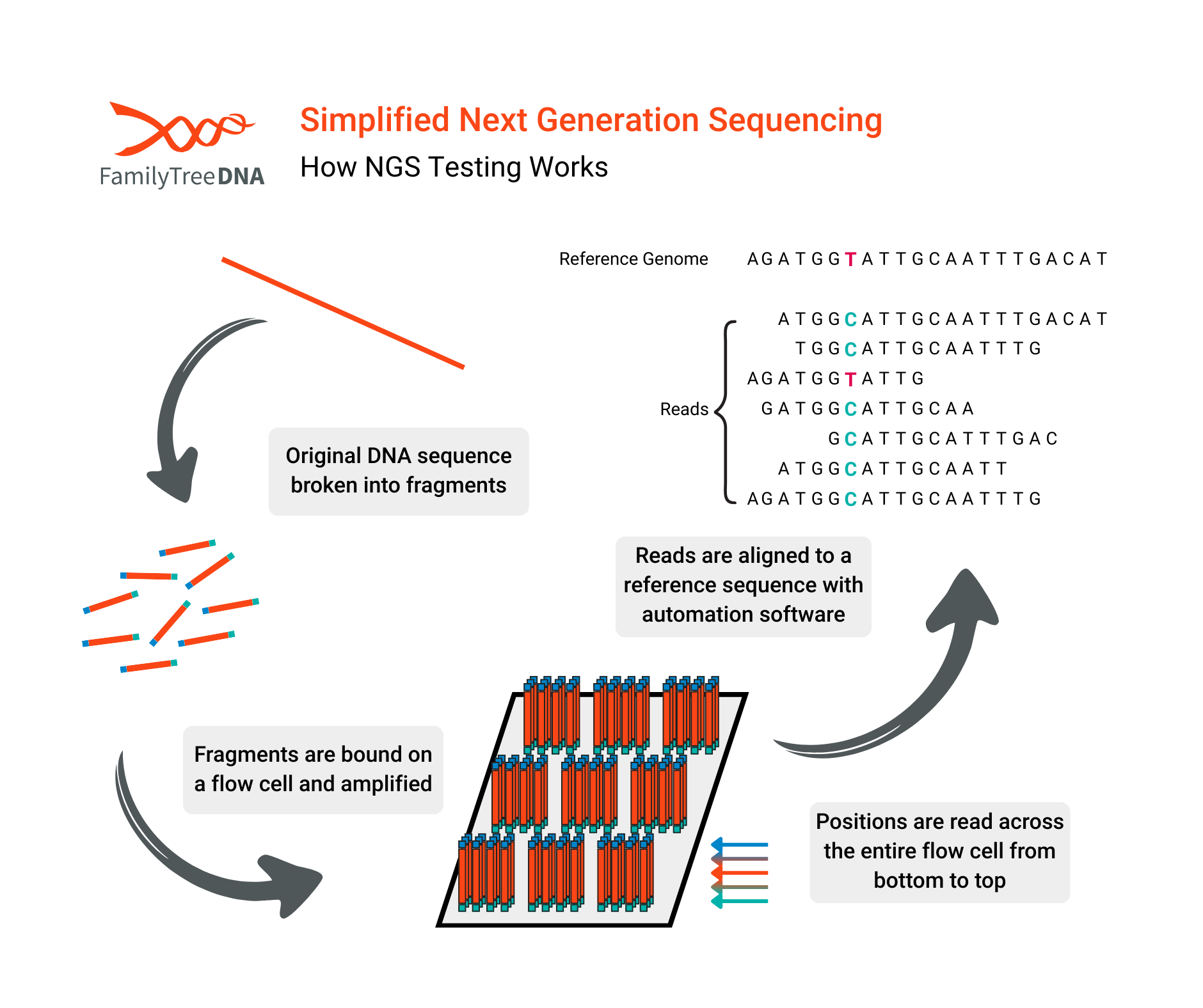 next-generation-sequencing-how-it-works-familytreedna.png